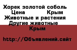 Хорек золотой соболь › Цена ­ 2 000 - Крым Животные и растения » Другие животные   . Крым